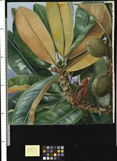 Seychelles Collection: 501. Foliage, Flowers, and Fruit of the Capucin Tree of the Seyc