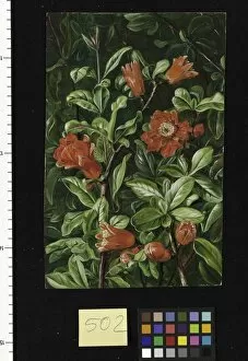 Teneriffe Collection: 502. Flowers of the Pomegranate, painted in Teneriffe