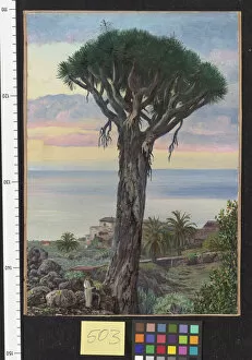 Teneriffe Collection: 503. Dragon Tree at San Juan de Rambla, Teneriffe