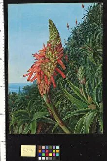 Leaves Gallery: 505. Common Aloe in Flower, Teneriffe