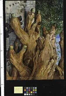 Trunk Collection: 507. Cluster of Air-roots of a Dragon Tree, Teneriffe
