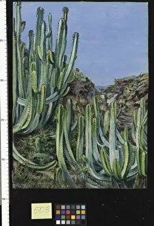 Marianne North Gallery: 508. A Cactus-like Plant growing close to the sea in Teneriffe