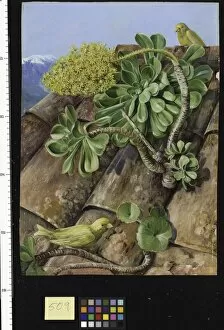 Marianne North Gallery: 509. Houseleek and Canary-birds in Teneriffe