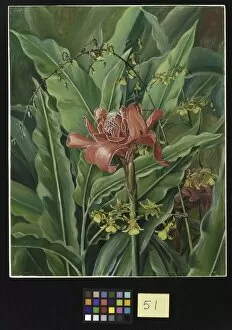 Marianne North Gallery: 51. Foliage and Flowers of a Madagascar Plant