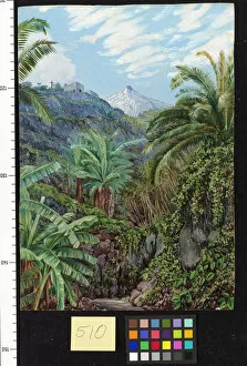 Marianne North Gallery: 510. View of the Peak from the bridge of Icod, Teneriffe