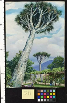 Marianne North Gallery: 511. Dragon Tree in the Garden of Mr. Smith, Teneriffe