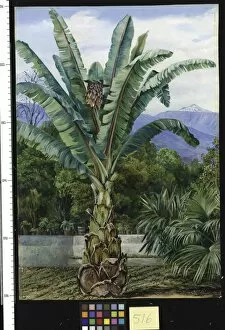 Marianne North Gallery: 516. Abyssinian Ensete in a garden in Teneriffe