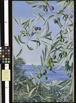 Marianne North Gallery: 517. Study of Olives, painted in Italy