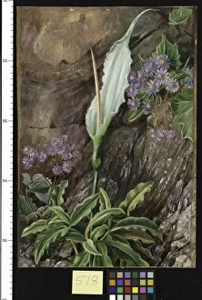 Marianne North Gallery: 518. Dracunculus canariensis and Cineraria in Flower, Teneriffe