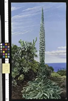 Marianne North Gallery: 519. A Species of Bugloss, Teneriffe