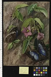 Marianne North Collection: 52. Twining Plant and Butterfly of Brazil