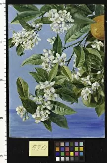 Marianne North Collection: 520. Orange Flowers and Fruits, painted in Tenerife