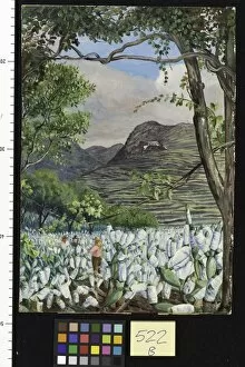 Marianne North Gallery: 522. View in the Cochineal Gardens at Santa Cruz, Teneriffe