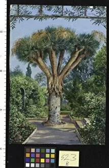 Marianne North Gallery: 523. Dragon Tree in a garden at Santa Cruz, Teneriffe