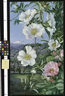 White Gallery: 527. Cherokee Rose with the Peak of Teneriffe in the distance