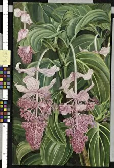 Images Dated 2nd June 2011: 529. Foliage and Flowers of Medinilla magnifier