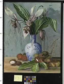 Marianne North Collection: 531. Flowers of Tacca and bristly Fruit of the Rambutan