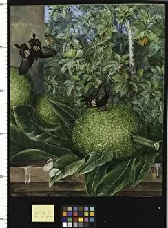 White Gallery: 532. The Breadfruit, painted at Singapore