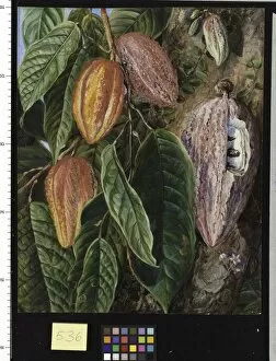 Marianne North Collection: 536. Flowers and Fruit of the Cocoa Tree, painted at Singapore