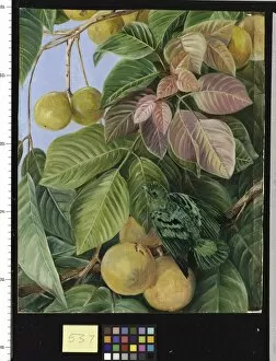 Bird Gallery: 537. Fruit of Sandoricum and Green Gaper, Borneo