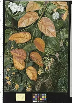 Marianne North Collection: 538. Flowers of Sarawak, Borneo