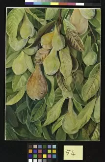 Marianne North Collection: 54. Cabazina Pears, Brazil