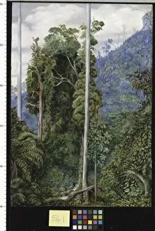 Marianne North Collection: 541. View of the Hill of Tegora, Borneo