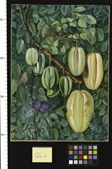 Marianne North Collection: 544. Flowers and Fruit of the Carambola and Butterflies, Singapo