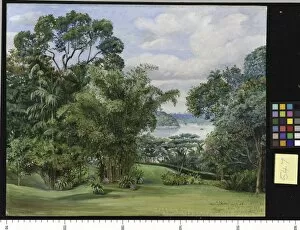 Marianne North Collection: 547. View of the River from the Rajahs Garden, Sarawak