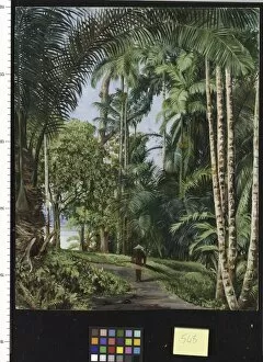 Marianne North Collection: 548. Walk under Palms, with a glimpse of the River at Sarawak