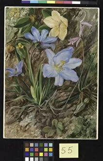 Marianne North Collection: 55. Brazilian Wild Flowers