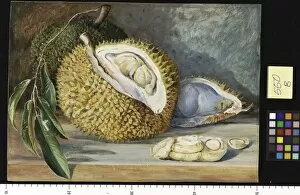 Sarawak Gallery: 550. Durian Fruit from a large tree, Sarawak