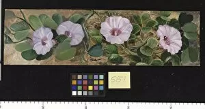 Marianne North Collection: 551. A Sand-binding Plant of Tropical Shores