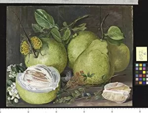 Painting Collection: 552. Flowers and Fruit of the Pomelo, a branch of Hennah, and Fl