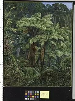 Marianne North Collection: 554. Group of Tree Ferns around the spring at Matang, Sarawak