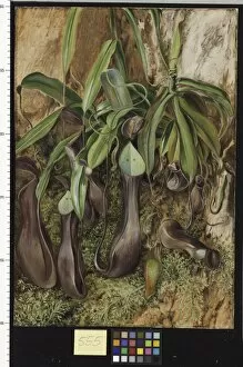 Images Dated 2nd June 2011: 555. A Bornean Pitcher Plant, Sarawak