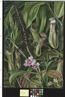 Marianne North Collection: 556. Foliage, Pitchers and Flowers of a Bornean Pitcher Plant, a