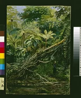 Marianne North Collection: 56. View under the Ferns at Gongo, Brazil