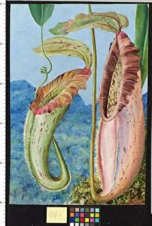 Painting Gallery: 561. A new Pitcher Plant from the limestone mountains of Sarawak