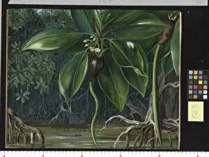 Marianne North Collection: 563. A Mangrove Swamp in Sarawak, Borneo
