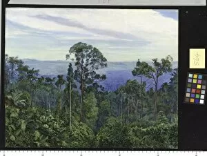 Marianne North Collection: 564. View from Matang over the Great Swamp Sarawak, Borneo
