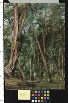 Landscape Gallery: 565. Palawan Trees, Sarawak, Borneo