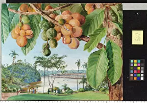 Fruit Collection: 566. View from the Istana, Sarawak, Borneo