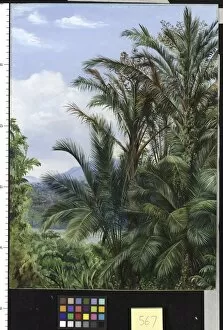Sarawak Gallery: 567. Sago Palms in flower, with a glimpse of the river at Sarawa
