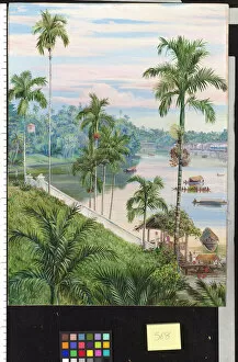 Marianne North Collection: 568. View down the river at Sarawak, Borneo