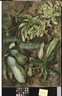 Fern Gallery: 569. Pitcher Plants with Fern behind, Sarawak, Borneo