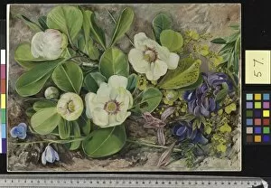 Marianne North Collection: 57. Wild Flowers of Brazil