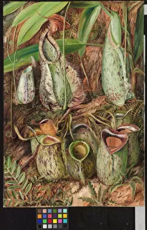 Victorian Gallery: 570. Other Species of Pitcher Plants from Sarawak, Borneo