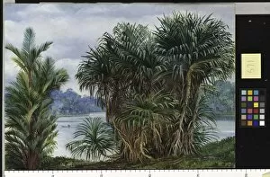 Marianne North Collection: 571. A Clump of Screw Pine and Palm with a glimpse of the river