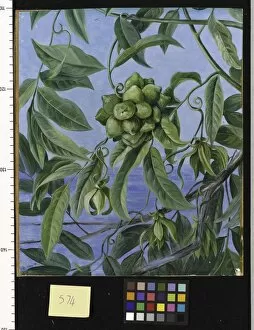 Marianne North Collection: 574. A climber in flower and fruit, Sarawak